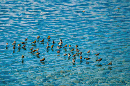 A flock of ducks swim in the blue water of the lake.の素材
