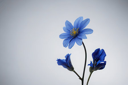 Blue flowers on a white background. Blue flowers on a white background.の素材