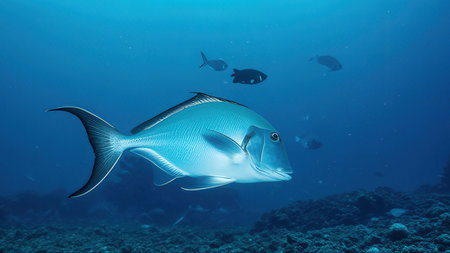 A big fish swimming in the deep blue waters of the Indian Oceanの素材