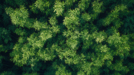 Aerial view of green bamboo leaves. Nature background and texture.の素材