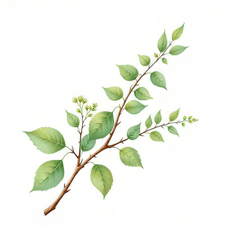 Branch with green leaves isolated on white background. Watercolor illustration.の素材