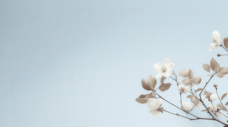 White magnolia flowers on blue background with copy space for text.の素材