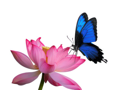 butterfly on pink lotus flower isolated on white background.の素材