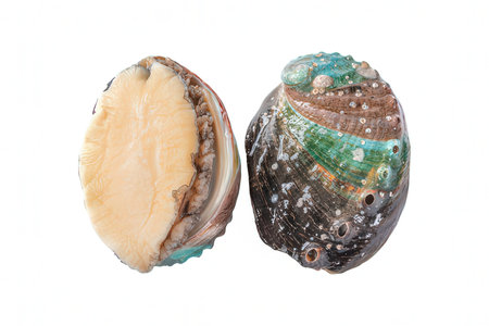 Mussel shell isolated on white background. Clipping path included.の素材