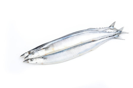 Sardine isolated on white background. Sardine fish.の素材