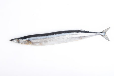 mackerel fish isolated on a white background. studio shot.の素材
