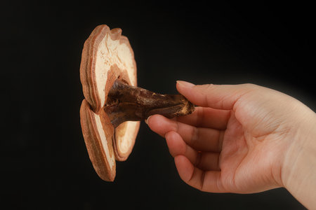 Female hand holding a porcini mushroom on a black background.の素材