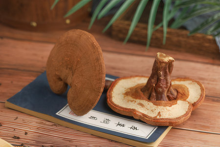 Mushroom on the table with a book and a palm leafの素材