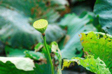 Lotus flower in the pond with green leaf background, Thailand.の素材