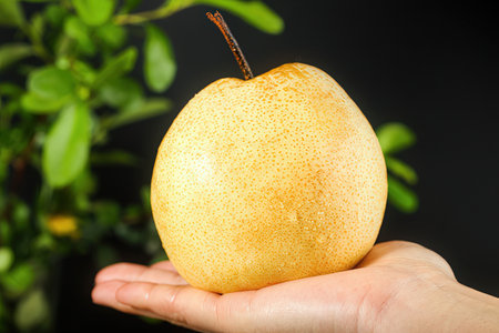 Ripe pear fruit on the palm of your hand.の素材