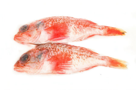 Red tilapia fish isolated on a white background. Close up.の素材