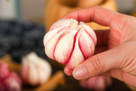 Closeup of a woman's hand holding a bulb of garlic.の素材