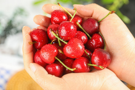 Fresh cherries in woman's hands on blurred background, closeupの素材
