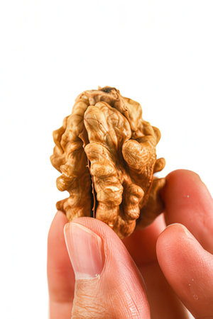 Walnut in hand isolated on white background. Close-up.の素材