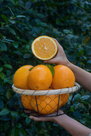 Female hand holding basket with fresh oranges on the orange tree background.の素材
