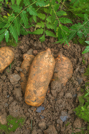 Sweet potatoes on the ground in the vegetable garden. Organic food.の素材