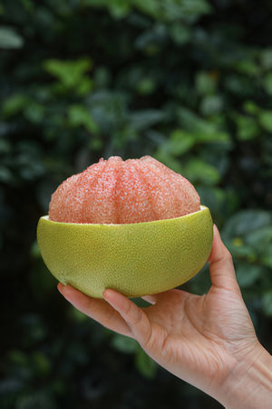 Fresh citrus fruit in hand, closeup of citrus fruitの素材