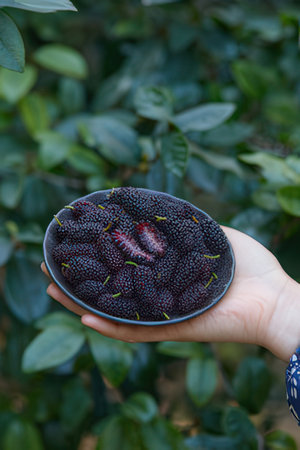 Freshly picked blackberries in a bowl on a woman's handの素材