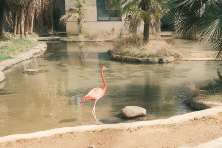 Pink flamingo in the zoo. Vintage style. Retro color.の素材