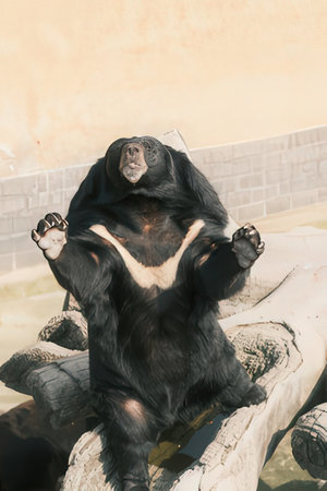Black bear sitting on a rock in a zoo.の素材