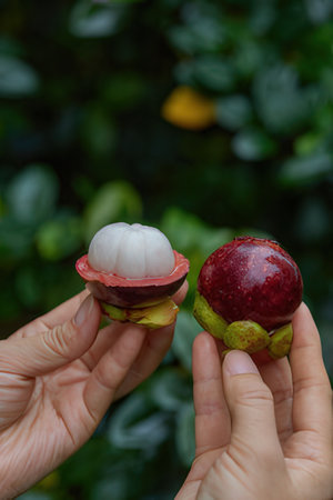 Fresh mangosteen in hand on nature background. Tropical fruit.の素材