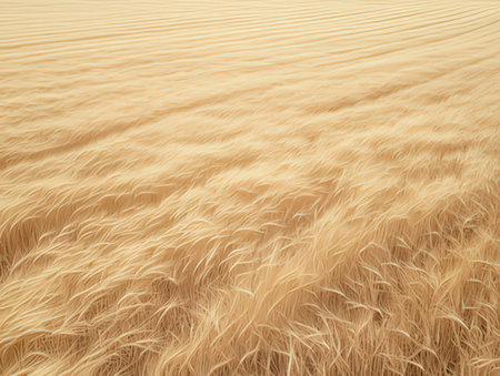 Wheat field. Abstract wheat background. 3D render of wheat field.の素材