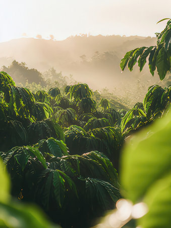 Sunrise at coffee plantation in Chiang Rai province, Thailand.の素材