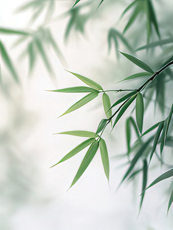 Bamboo leaves on white background, close up. Nature background.の素材