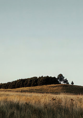 Meadow with a lonely pine tree on a hill in summerの素材