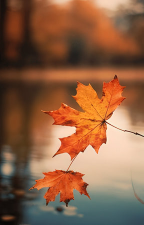 Autumn maple leaves on the water surface. Autumn background. Fall season.の素材