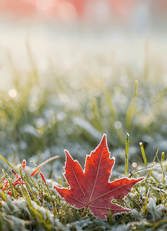 Autumn maple leaf on the grass covered with hoarfrost.の素材