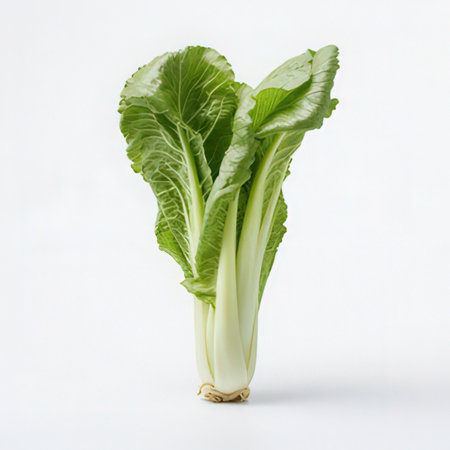 fresh chinese cabbage isolated on a white background. studio shot.の素材