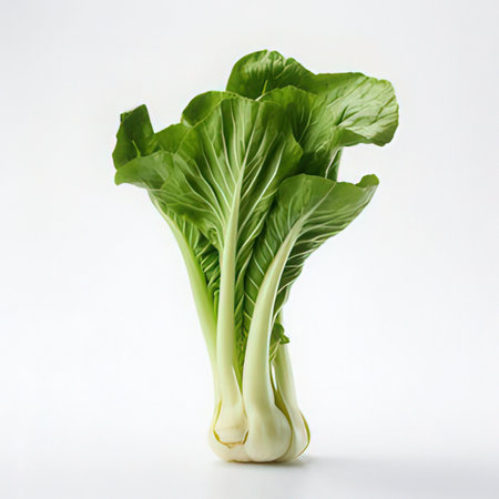 chinese cabbage isolated on white background, fresh green bok choyの素材