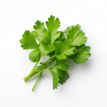 Parsley isolated on white background. Top view. Flat lay.の素材