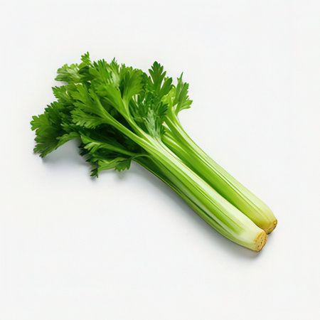 Celery isolated on white background with clipping path. Top view.の素材
