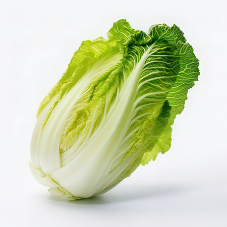 Fresh chinese cabbage isolated on white background, clipping path included.の素材