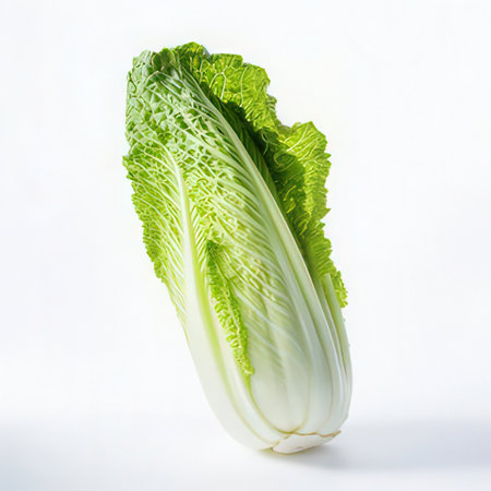 fresh chinese cabbage isolated on a white background. studio shot.の素材