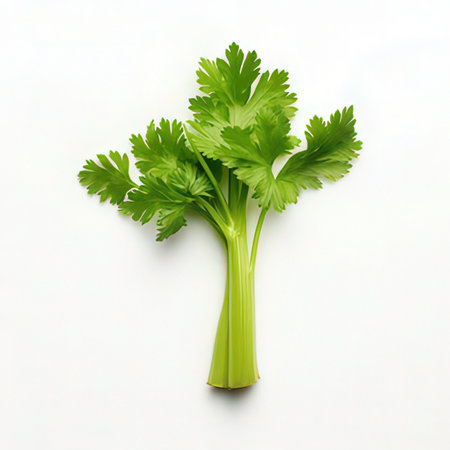 Celery isolated on white background. Top view. Flat lay.の素材