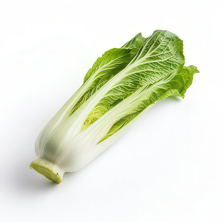Fresh chinese cabbage on white background. Clipping path included.の素材