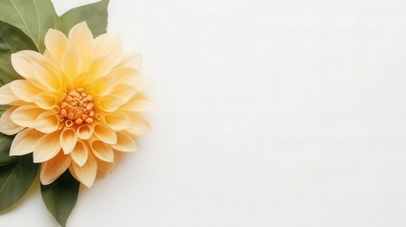 Yellow dahlia flower on white background with copy space for textの素材