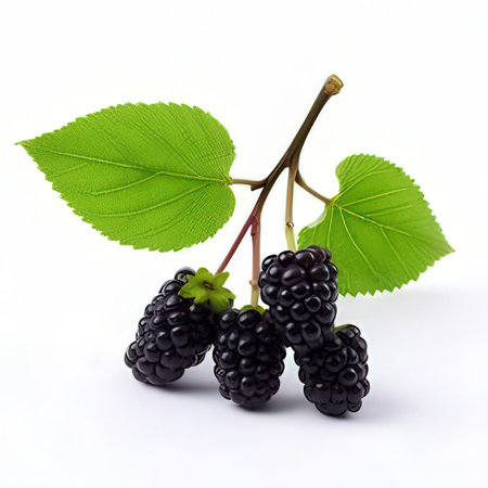 Blackberries with leaves isolated on white background. Clipping path included.の素材