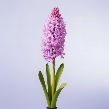 Pink hyacinth on a blue background. Spring flowers. Studio photography.の素材