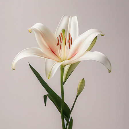 White lily flower on a gray background. Place for text.の素材