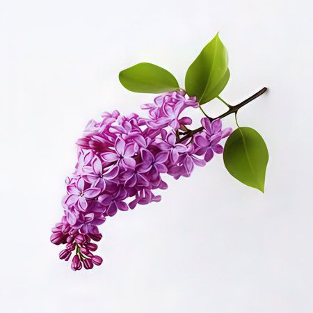 Flowering branch of lilac on a white background, top viewの素材
