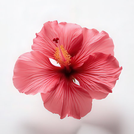 Pink hibiscus flower isolated on white background, top viewの素材