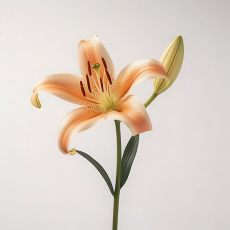 Beautiful orange lily flower isolated on white background. Studio shot.の素材