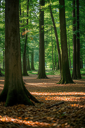 Sunlight in the green forest with fallen leaves and tree trunksの素材