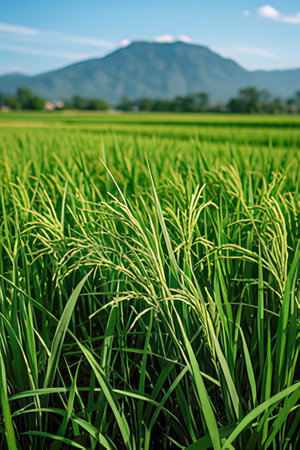 Rice field with mountains in the background, closeup of photoの素材