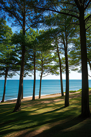 Beautiful seascape with pine trees on the beach in summerの素材
