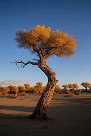Tree in the desert of Namib Naukluft National Park, Namibiaの素材